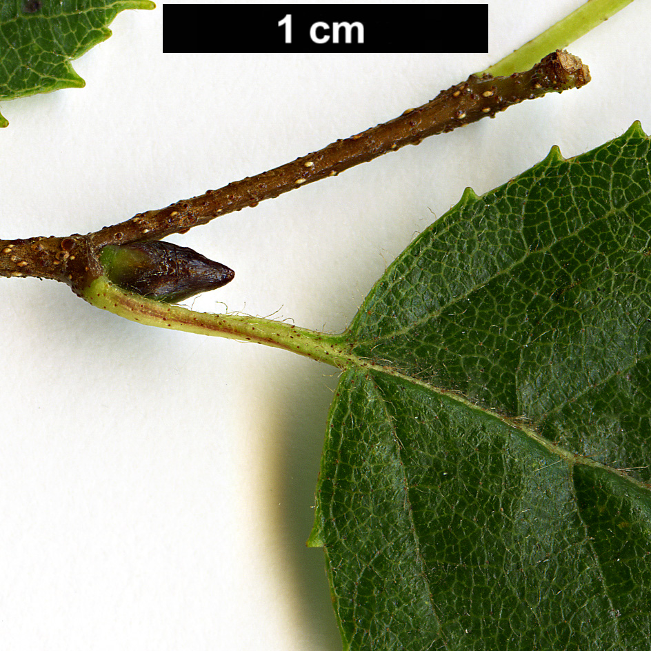 High resolution image: Family: Betulaceae - Genus: Betula - Taxon: dahurica - SpeciesSub: var. parvifolia